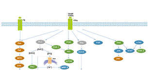 Protein Tyrosine Kinase/RTK Related Signaling Pathway
